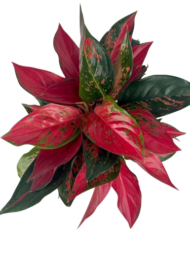 Aglaonema cherry baby - XXL