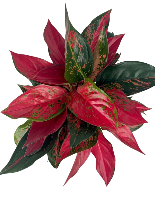 Aglaonema cherry baby - XXL