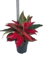 Aglaonema cherry baby - XXL
