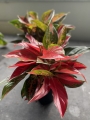 Aglaonema cherry baby - XXL