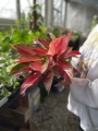 Aglaonema cherry baby - XXL