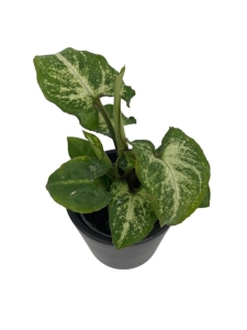  Syngonium White Butterfly - S