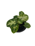 Syngonium White Butterfly - S