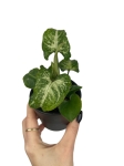 Syngonium White Butterfly - S