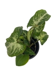 Syngonium White Butterfly - S