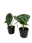 Alocasia Dragon Scale - S