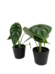 Alocasia Dragon Scale - S