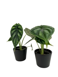 Alocasia Dragon Scale - S