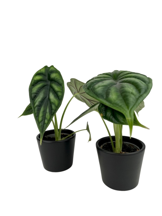 Alocasia Dragon Scale - S
