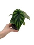Alocasia Dragon Scale - S