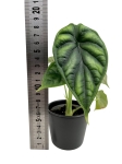 Alocasia Dragon Scale - S