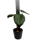 Alocasia Yucatan Princess - S