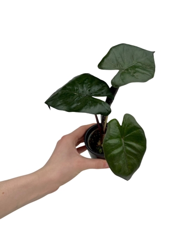 Alocasia Yucatan Princess - S