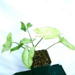 Syngonium freckles / green splash
