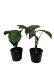 Alocasia Yucatan Princess - S