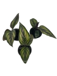 Goeppertia (Calathea) Beauty Star - S