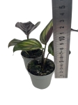 Goeppertia (Calathea) Beauty Star - S