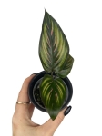 Goeppertia (Calathea) Beauty Star - S