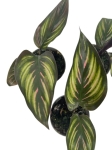 Goeppertia (Calathea) Beauty Star - S