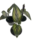 Goeppertia (Calathea) Beauty Star - S