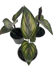  Goeppertia (Calathea) Beauty Star - S