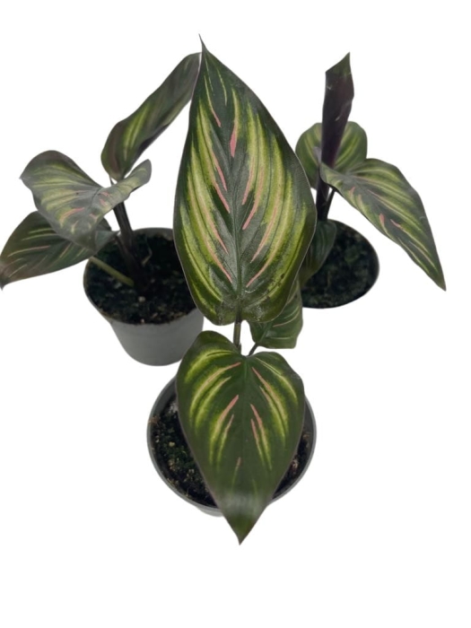 Goeppertia (Calathea) Beauty Star - S