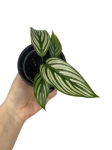 Goeppertia (Calathea) elliptica "Vitatta" - S