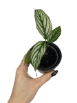 Goeppertia (Calathea) elliptica "Vitatta" - S