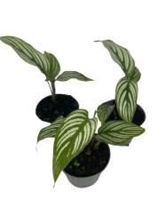 Goeppertia (Calathea) elliptica "Vitatta" - S