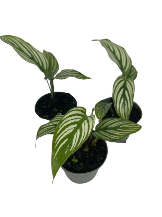 Goeppertia (Calathea) elliptica "Vitatta" - S