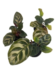  Goeppertia (Calathea) makoyana - S