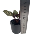 Goeppertia (Calathea) makoyana - S