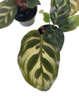 Goeppertia (Calathea) makoyana - S