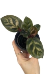 Goeppertia (Calathea) makoyana - S