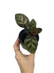 Goeppertia (Calathea) makoyana - S