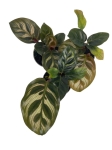 Goeppertia (Calathea) makoyana - S