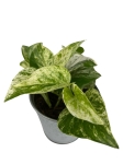 Epipremnum Marble Queen - M