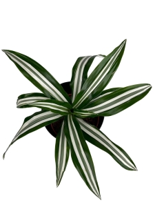 Dracena Dragontree Green White - M