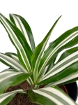 Dracena Dragontree Green White - M