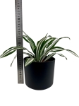 Dracena Dragontree Green White - M