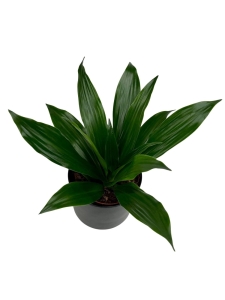 Dracena Janet Craig - M
