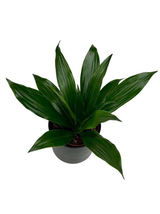 Dracena Janet Craig - M