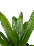 Dracena Janet Craig - M