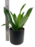 Dracena Janet Craig - M