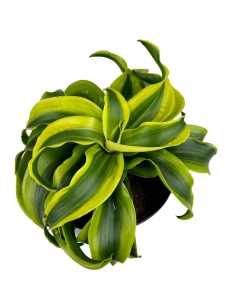 Dracena Dragontree Tornado - M