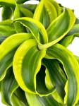 Dracena Dragontree Tornado - M