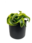 Dracena Dragontree Tornado - M