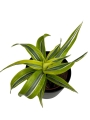 Dracena Lemon Surprise - M