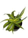 Dracena Lemon Surprise - M