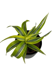 Dracena Lemon Surprise - M